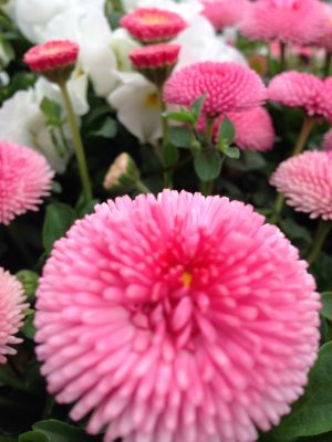 007 Blumen